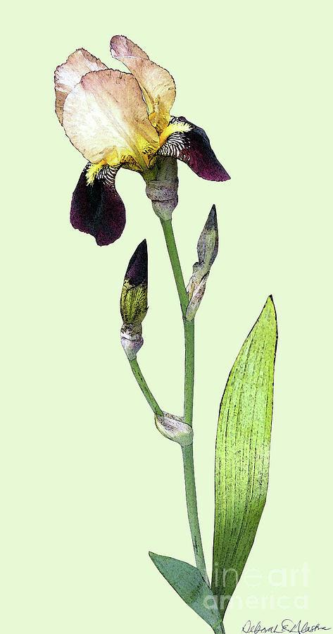 Purple Iris by Deborah Eve Alastra Purple Iris by Deborah Eve Alastra