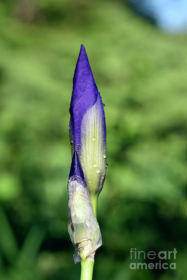 Purple Iris Flower Bud With Dewdrops Photograph by George Atsametakis Purple Iris Flower Bud With Dewdrops Photograph by George Atsametakis