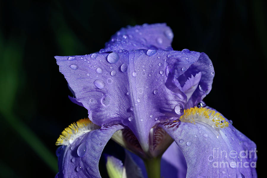 Purple Iris Flower With Dewdrops IIi Photograph
