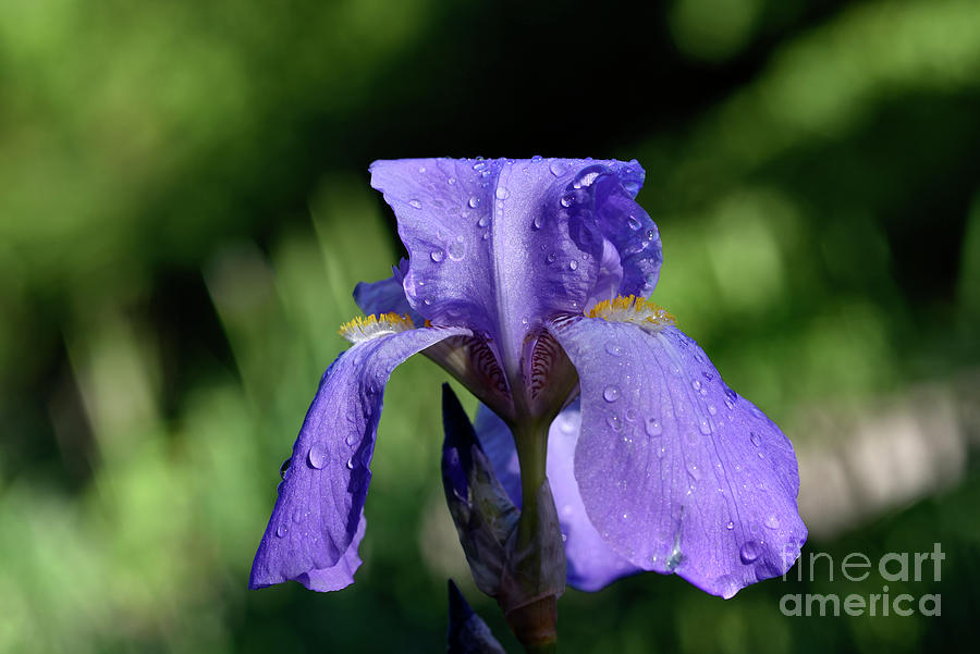 Purple Iris flower with dewdrops IV Photograph by George Atsametakis