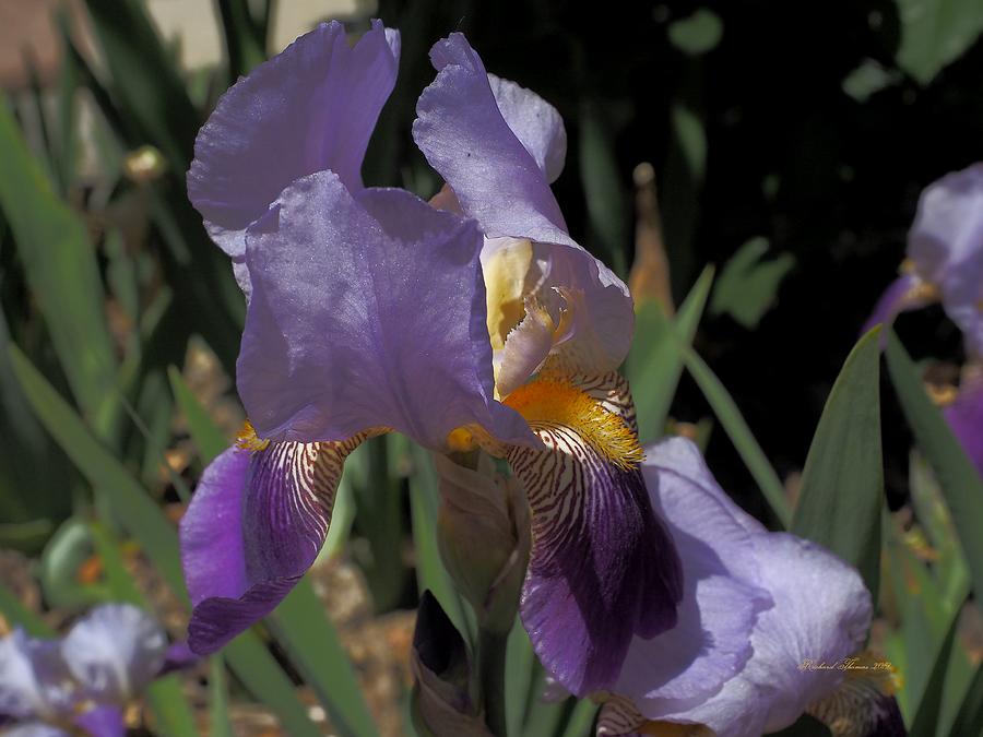 Purple Iris Garden Photograph by Richard Thomas