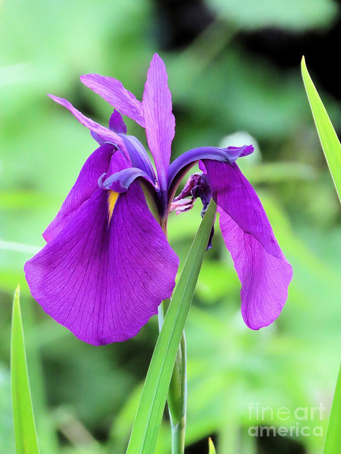 Purple Iris Photograph by Janice Drew