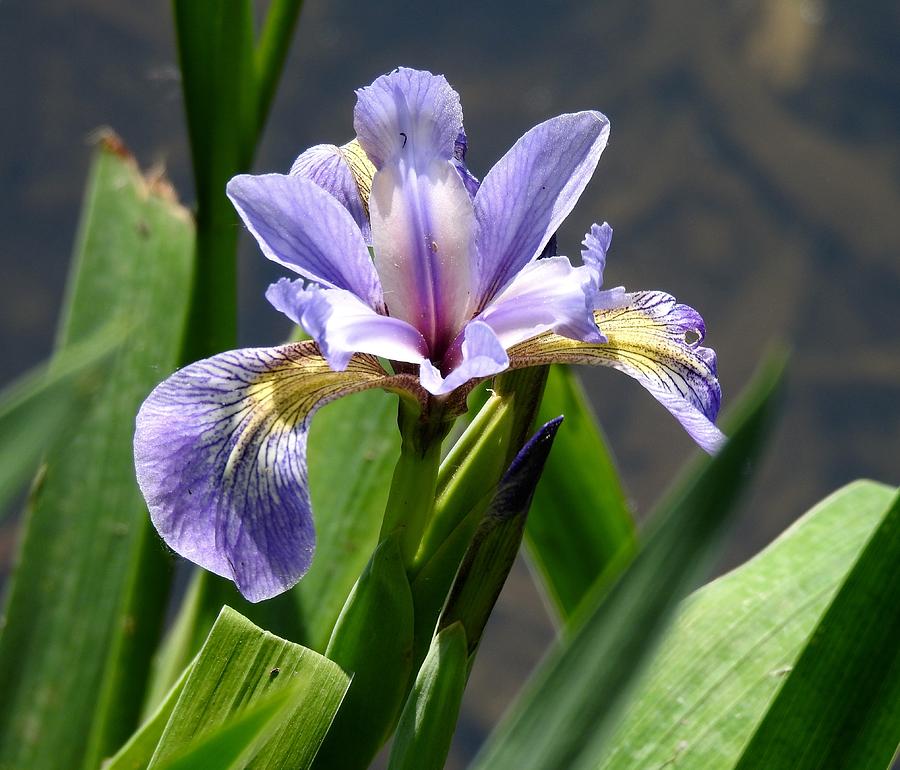 Purple Iris Photograph by Kathy Ozzard Chism