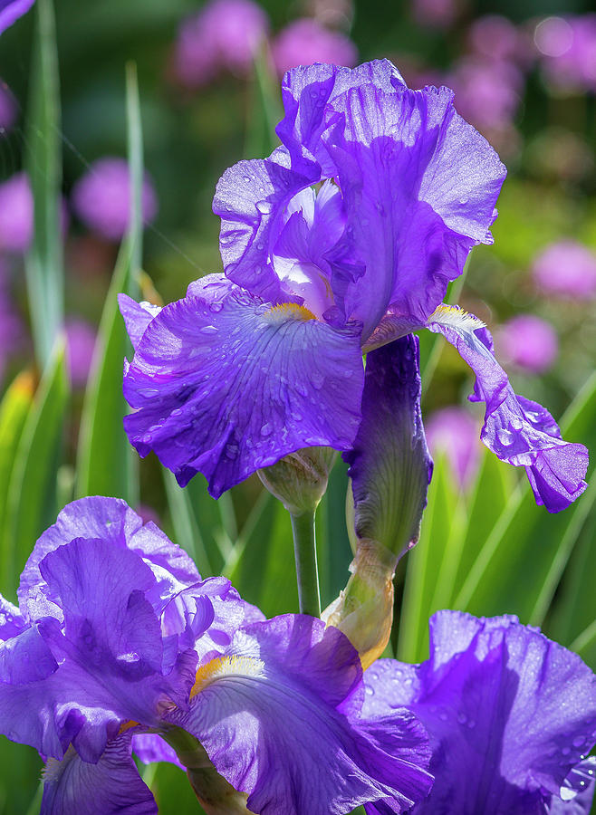 Purple Iris Photograph by Mark Mille