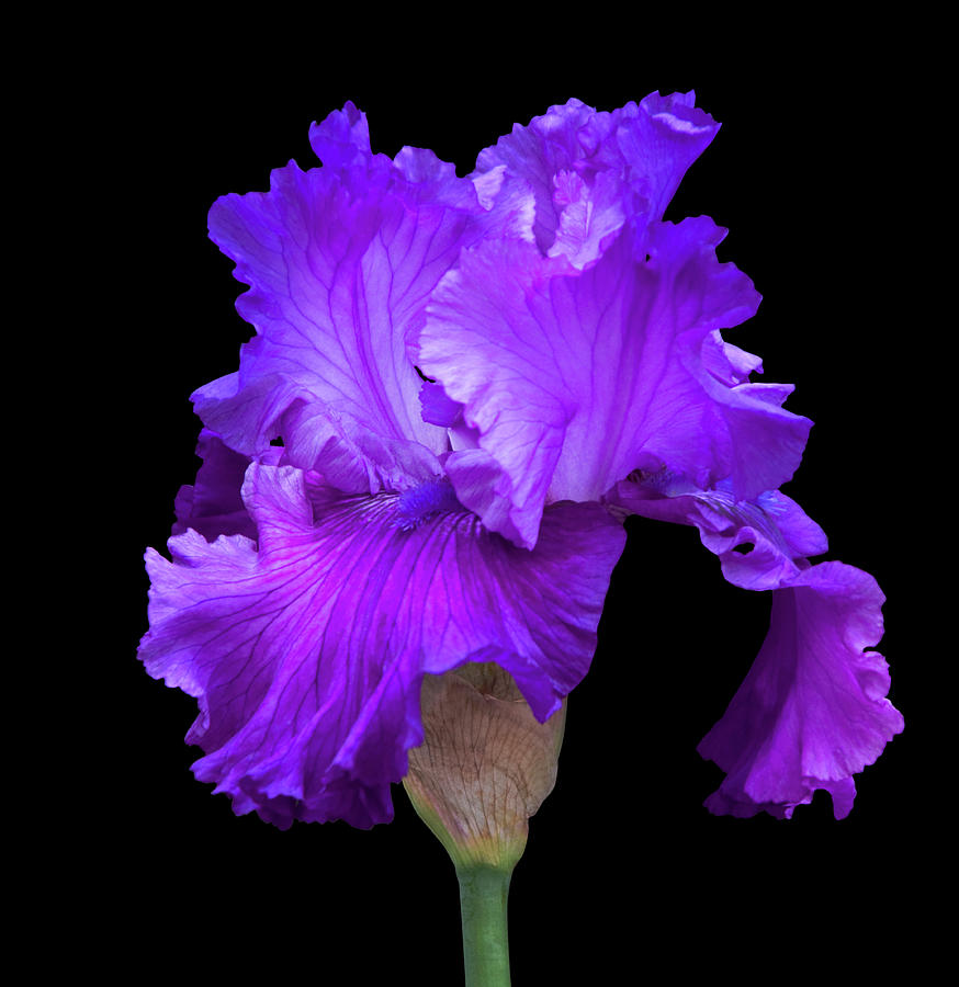 Purple Iris On Black Photograph by Deborah Harrison