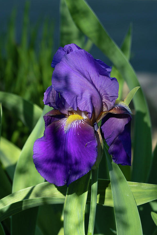 Purple Iris Photograph by Patrick Nowotny