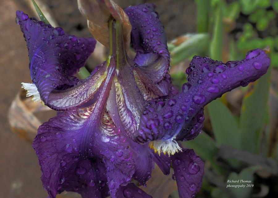 Purple Iris Rain Photograph by Richard Thomas
