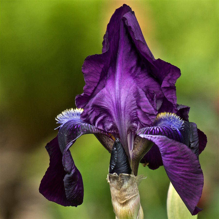 Purple Iris Photograph by Richard Cummings