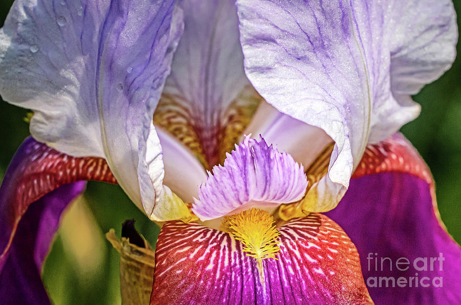 Purple Iris Photograph by Robert Anastasi