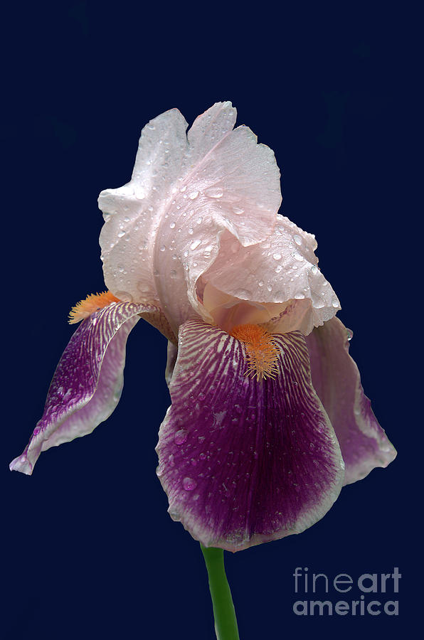 Purple Iris by Steve Edwards Purple Iris by Steve Edwards