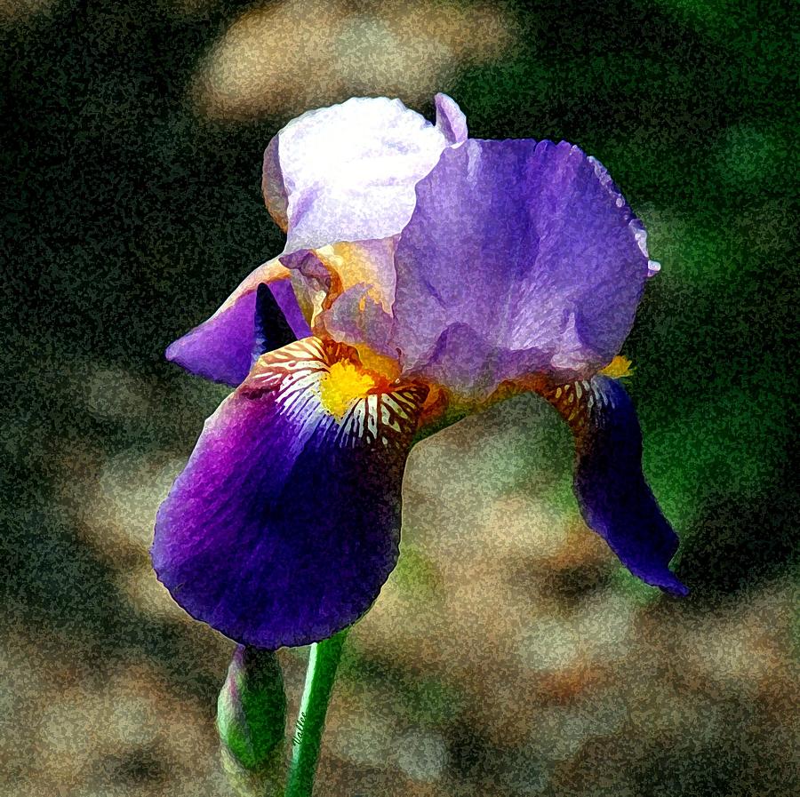 Purple Iris Digital Art by Vallee Johnson
