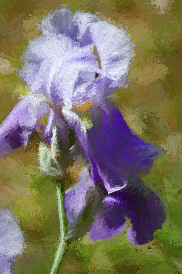Iris Photograph - Purple Iris Waltz by Kathy Clark