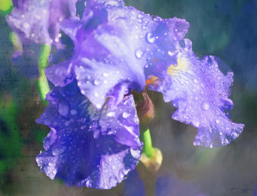 Purple Iris Watercolor Photograph by Anna Louise