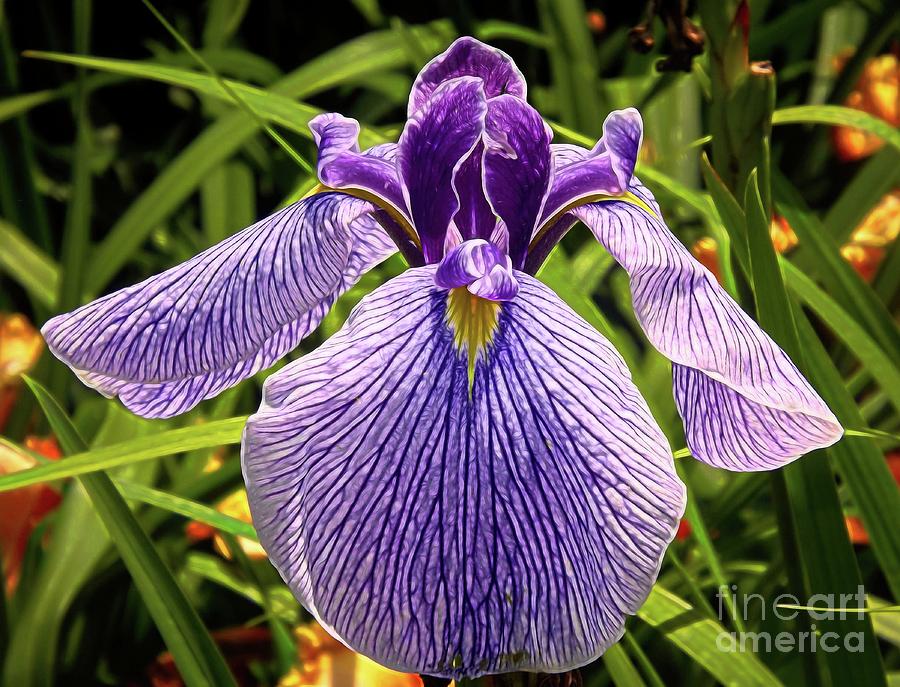 Purple Iris with Abstract Effect Photograph by Rose Santuci-Sofranko