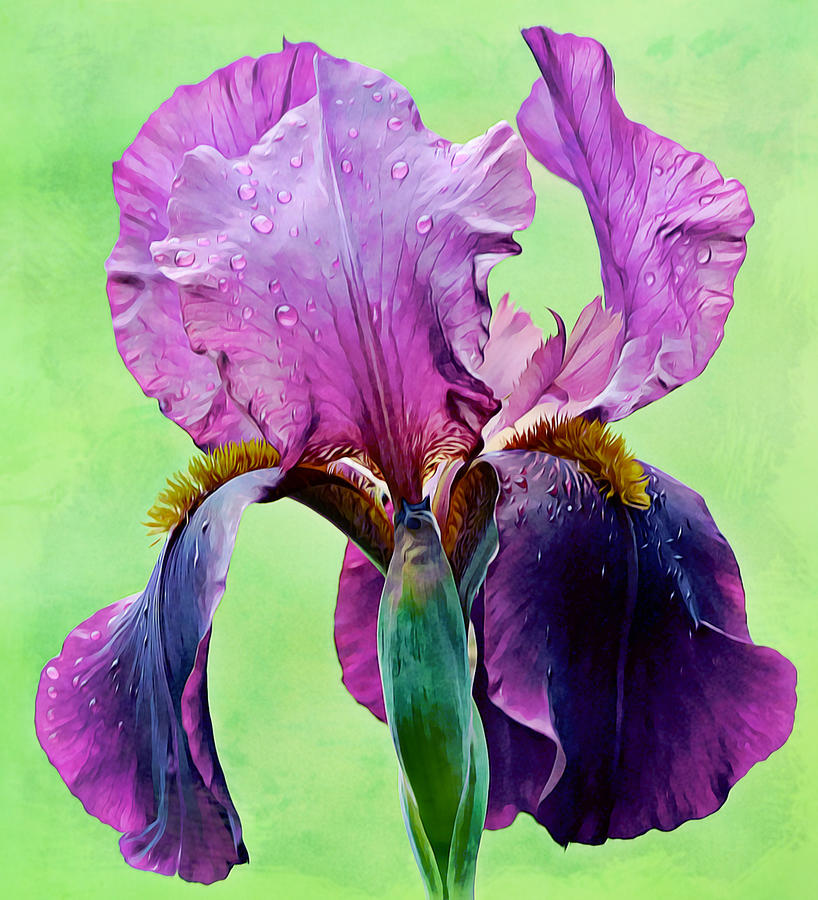 Purple Iris with Raindrops Photograph by Gaby Ethington
