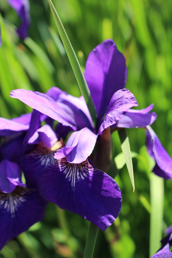 Iris Photograph - Purple Iris by Yuliya Marusina