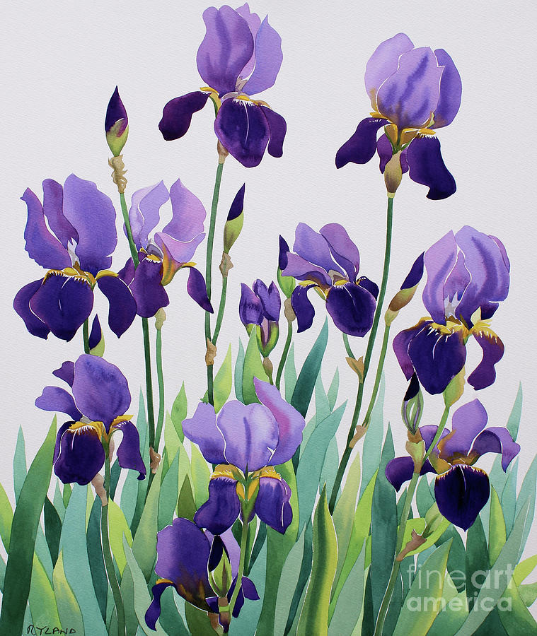 Purple Irises Painting by Christopher Ryland