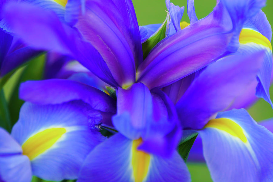 Purple Irises Photograph by Laura Gunn Pixels