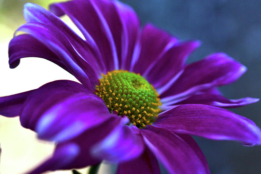 Purple Lady Photograph by Krista Russell