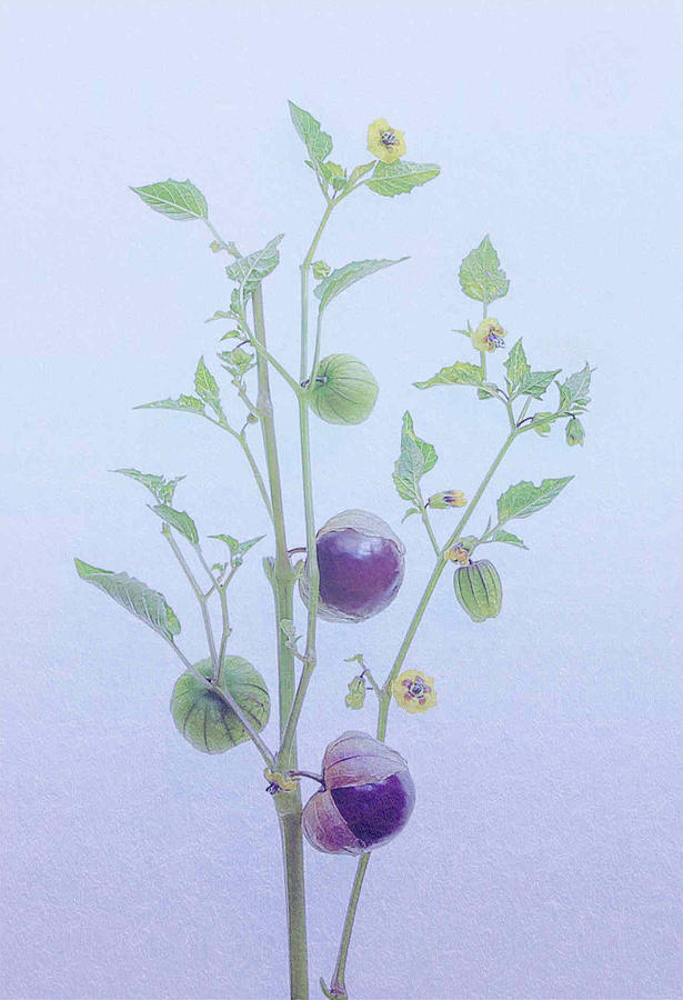 Still Life Photograph - Purple Lantern Berry by Fangping Zhou