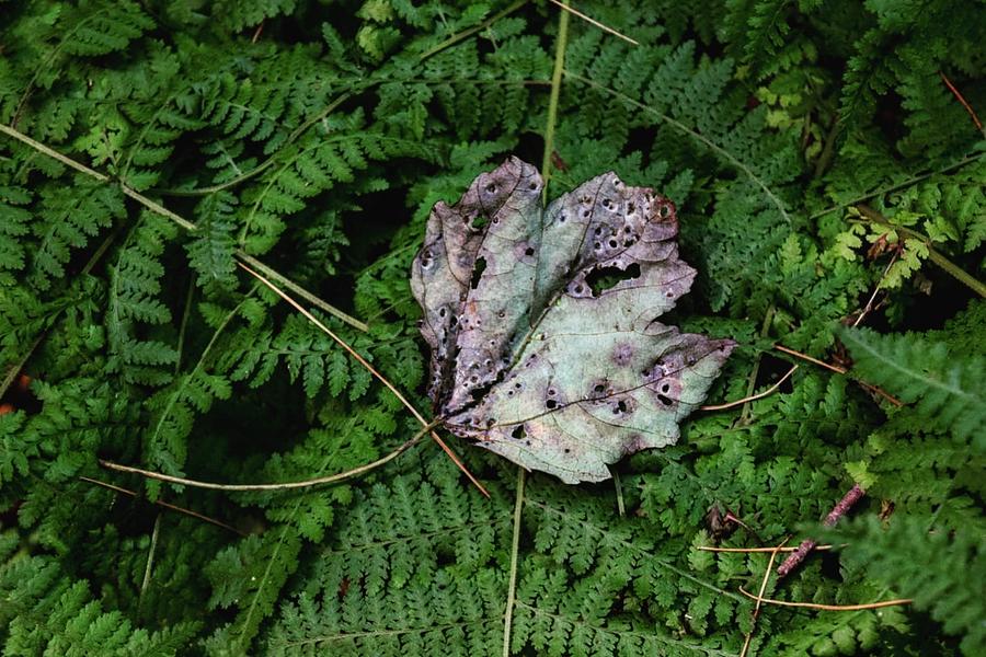 Purple leaf Photograph by Natalia Baquero