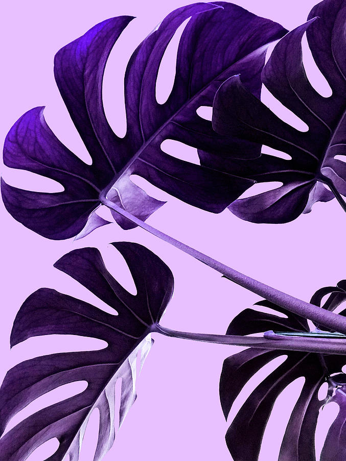 Nature Digital Art - Purple leaves by George Filippopoulos