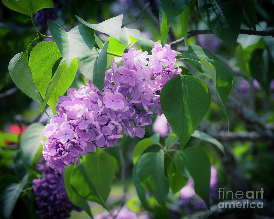 Purple lilac Photograph by Agnes Caruso