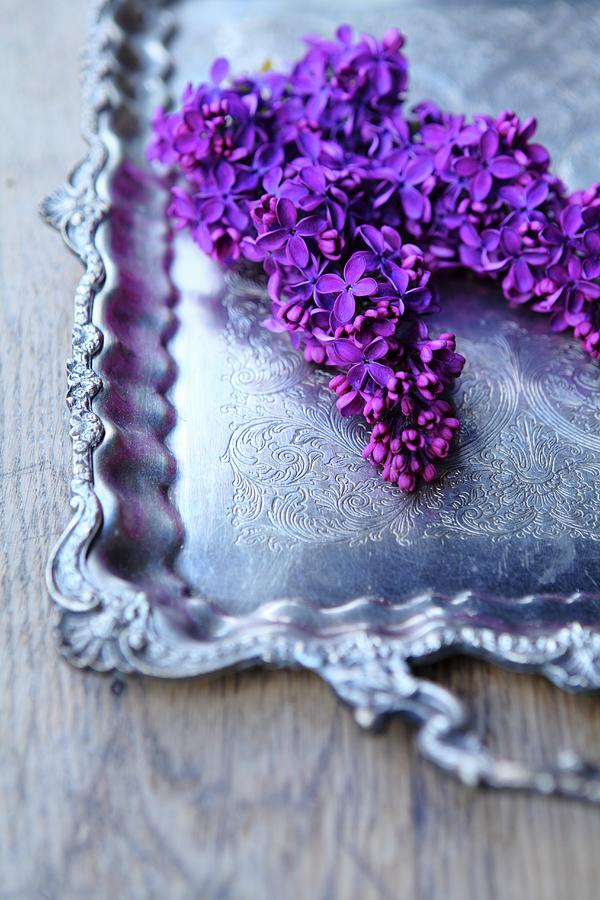 Purple Lilac Flower On A Silver Tray close-up Photograph by Mrowiec, Michal