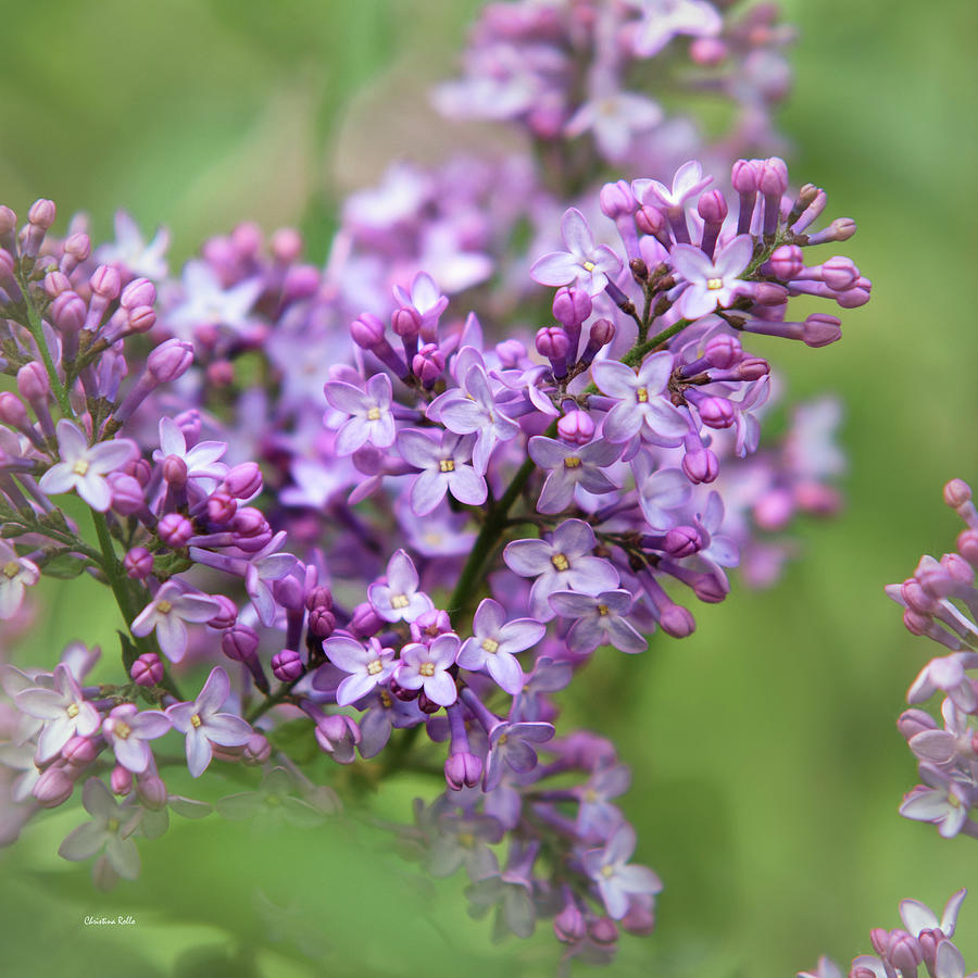 Purple Lilac Flowers Photograph by Christina Rollo