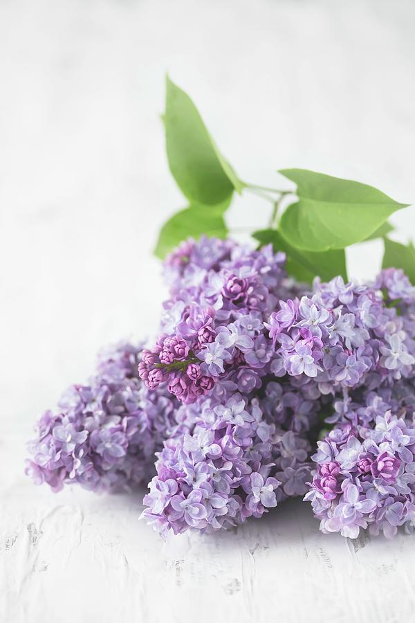 Purple Lilac Flowers On A White Surface Photograph by Malgorzata Laniak