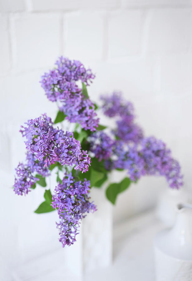 Purple Lilac In White Vase Photograph by Thordis Rggeberg