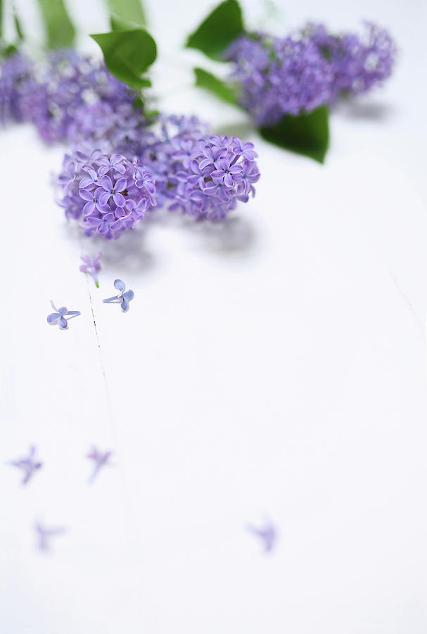 Purple Lilac On White Background Photograph by Thordis Rggeberg