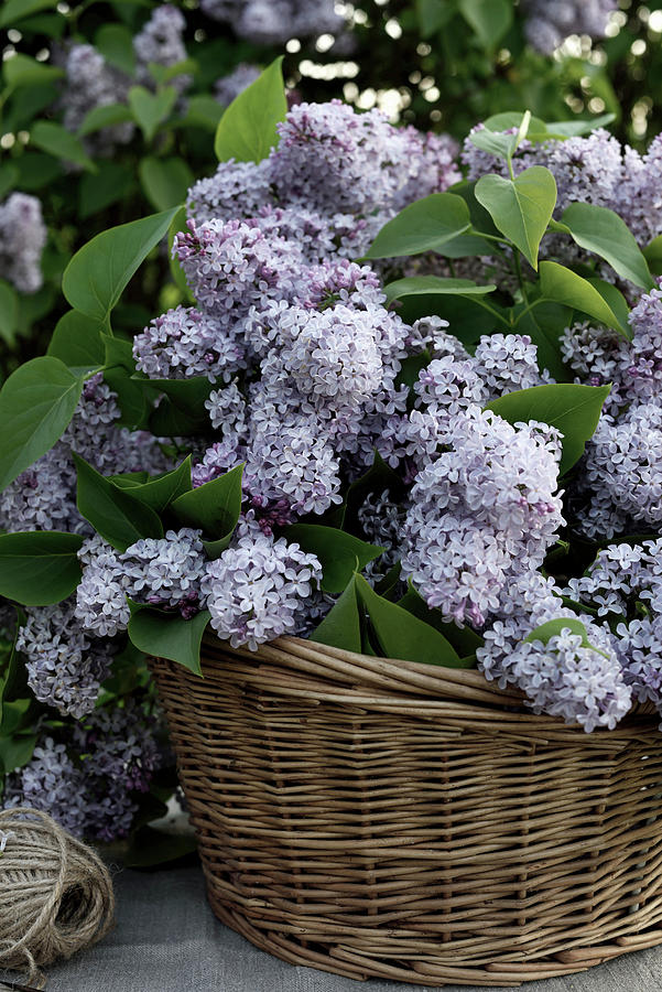 Purple Lilacs In A Basket Photograph by House Of Pictures /  Diana Lovring