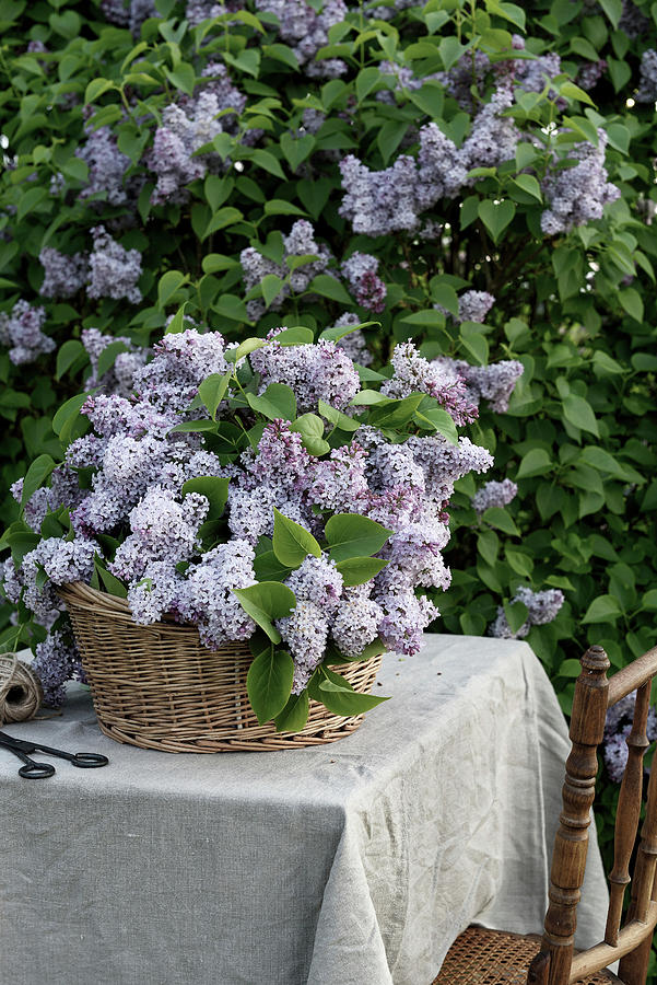 Purple Lilacs In A Basket On A Table With A Linen Cover Photograph by House Of Pictures /  Diana Lovring