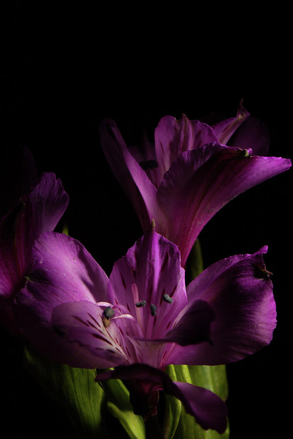 Purple Lilies Photograph by Eugene Campbell