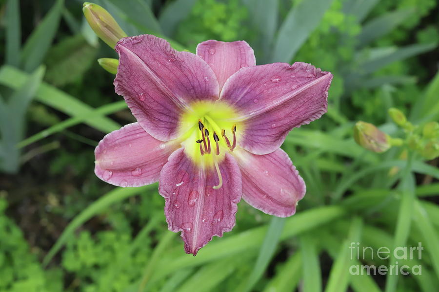 Purple Lily after the Rain Photograph by Cassandra Vandenberg - Fine ...