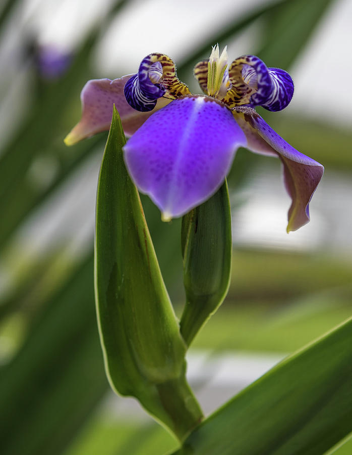 Purple Lily Photograph by Debbie Gracy - Fine Art America