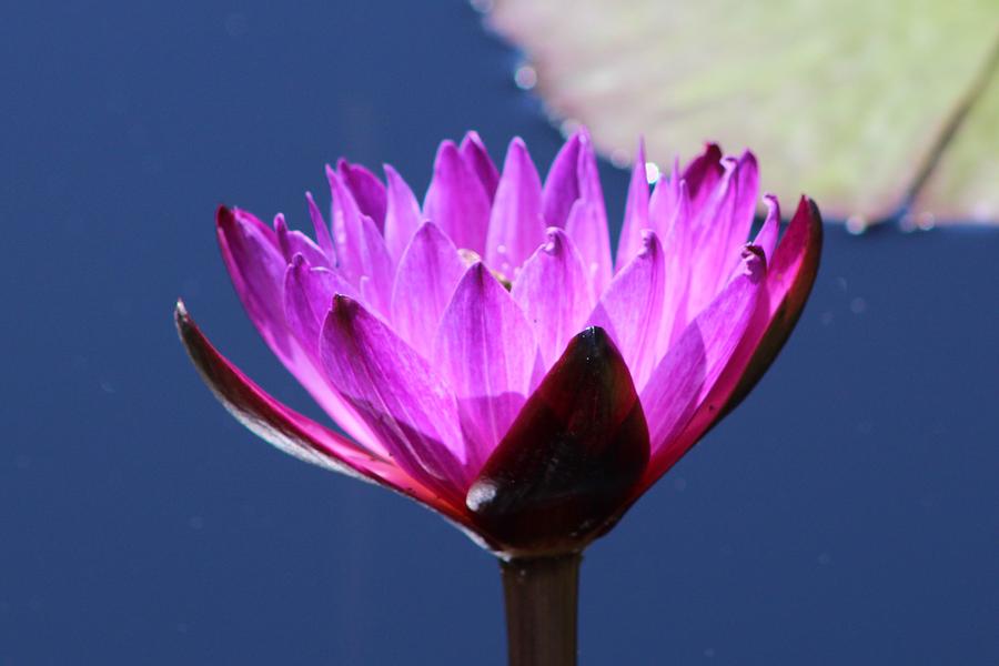 Purple Lily Photograph By Monica Donaldson Stewart