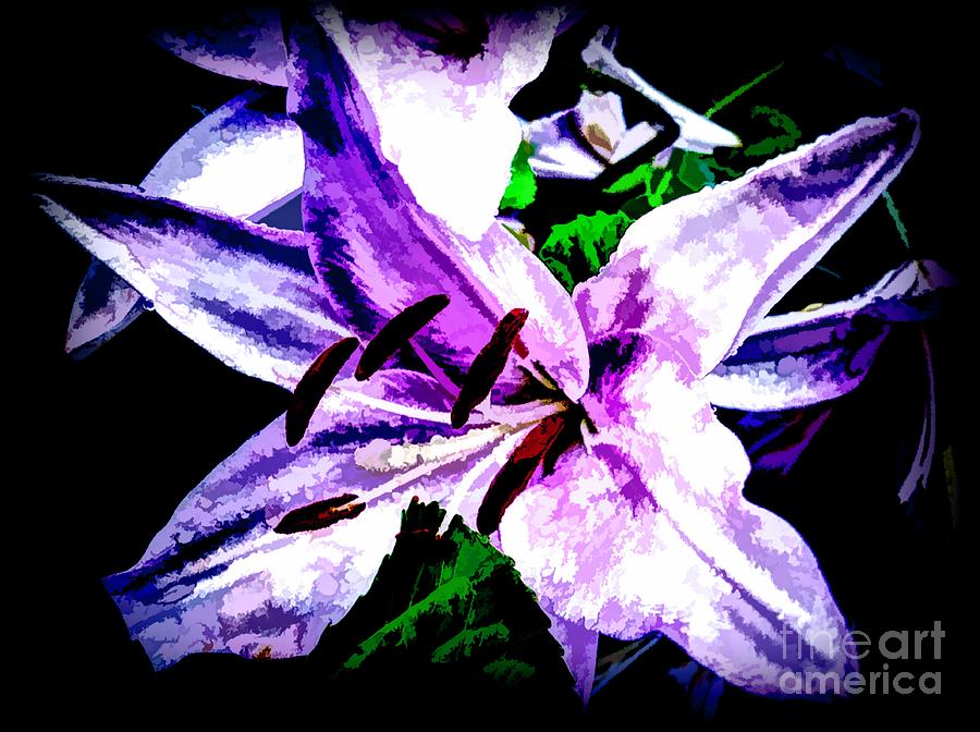 Purple Lily On Black Background Photograph