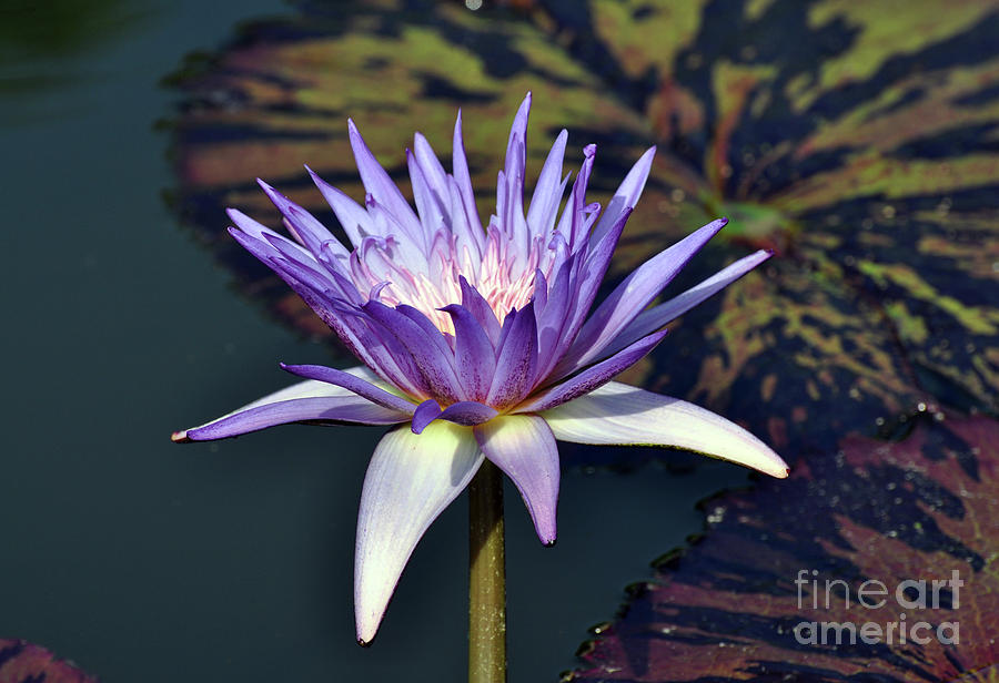 Purple lily  Photograph by Savannah Gibbs