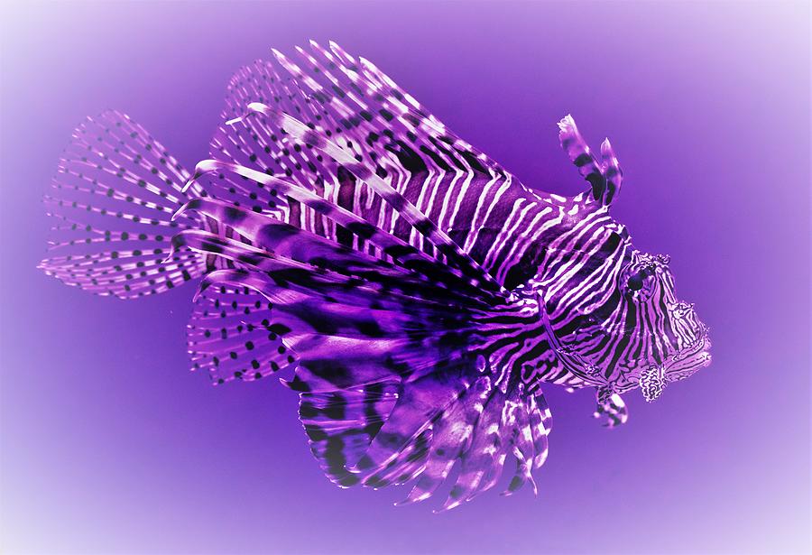 Purple Lionfish Photograph by Lucie Dumas