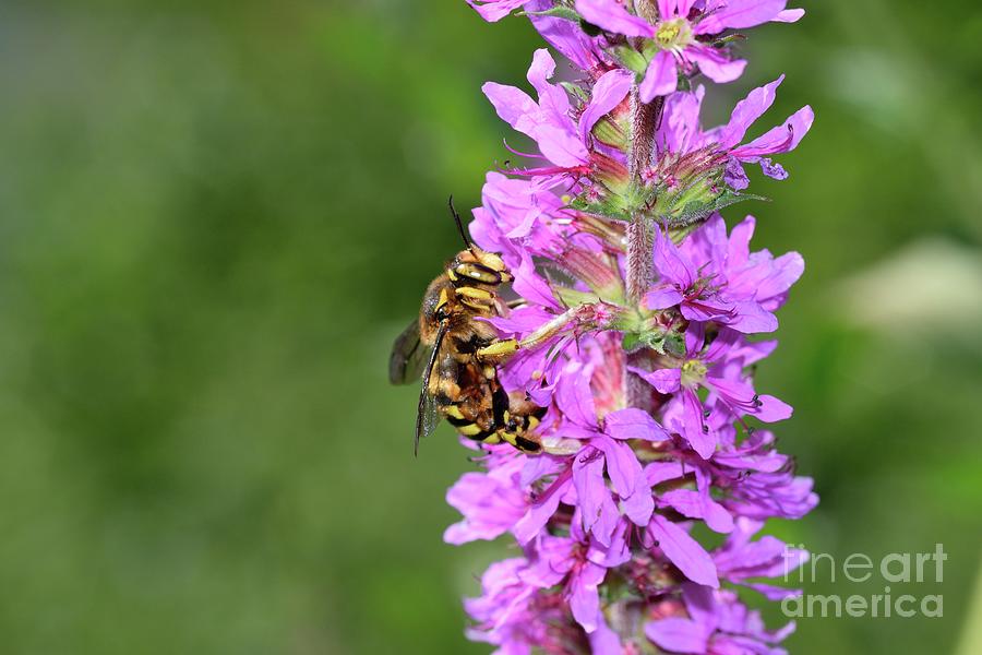 Purple Loosestrife Flowers With Bee Photograph by Bruno Petriglia ...