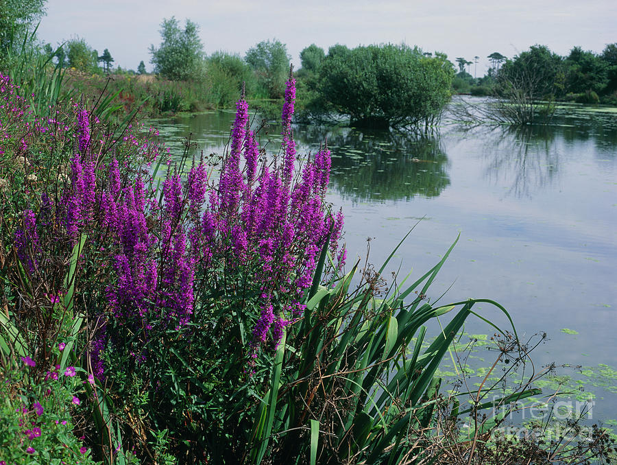 Purple Loosestrife Photograph by Geoff Kidd/science Photo Library ...