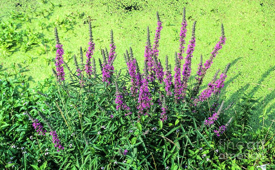 Purple Loosestrife Photograph by Martyn F. Chillmaid/science Photo Library