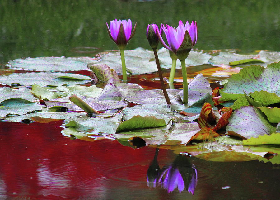 Purple Lotus Flowers Photograph