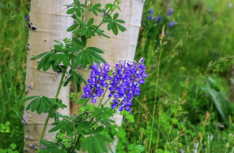 Purple Lupine and Aspen Photograph by Dawn Richards