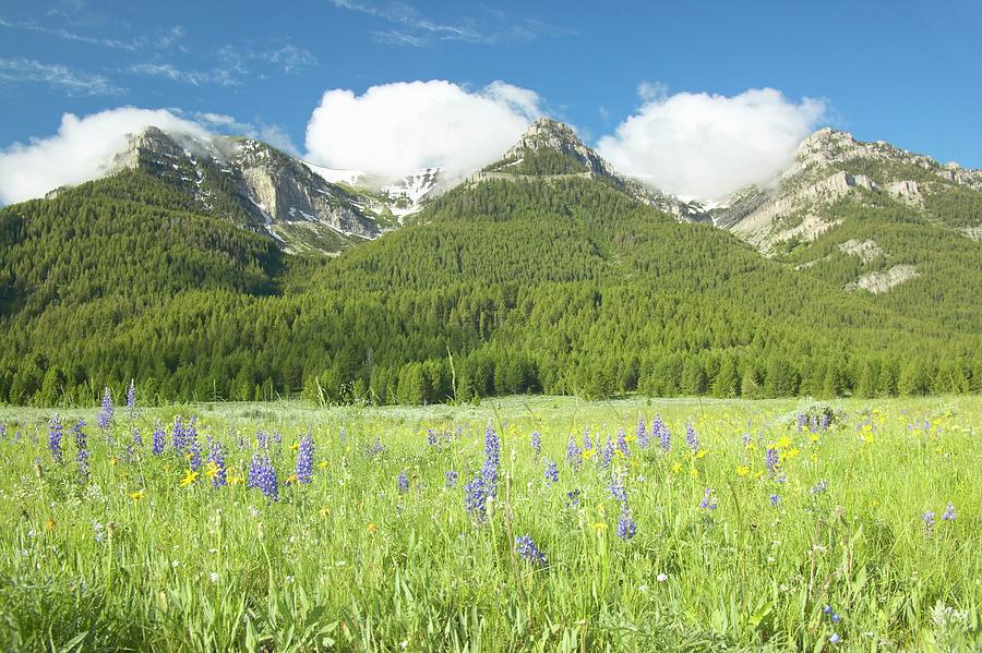 Purple Lupine And Mountains In Photograph by Visionsofamerica/joe Sohm