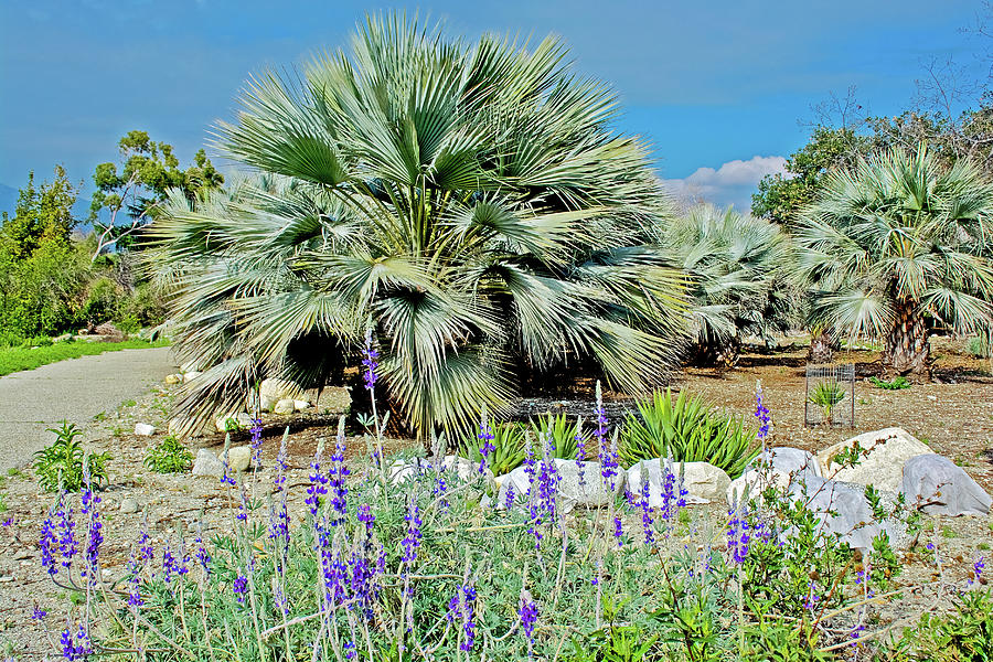 Purple Lupine And Palm Trees In Rancho Santa Ana Botanic Garden In