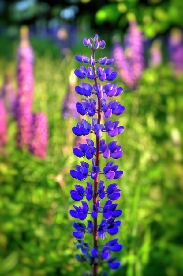 Purple Lupine Flower Photograph by Joann Vitali