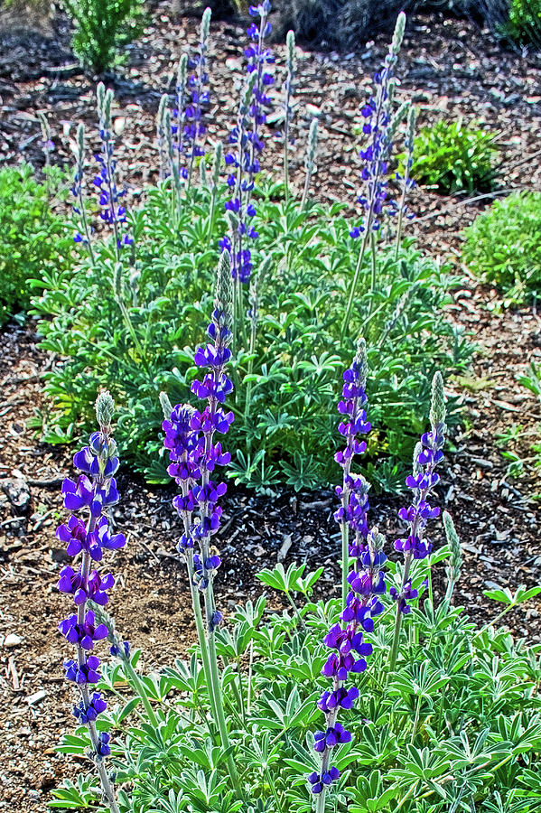 Purple Lupine in Rancho Santa Ana Botanic Garden in Claremont, California   Photograph by Ruth Hager